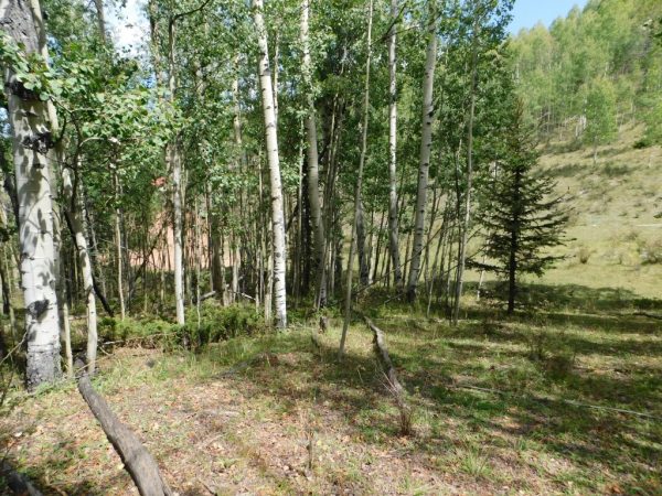 GORGEOUS PROPERTY IN CRIPPLE CREEK
